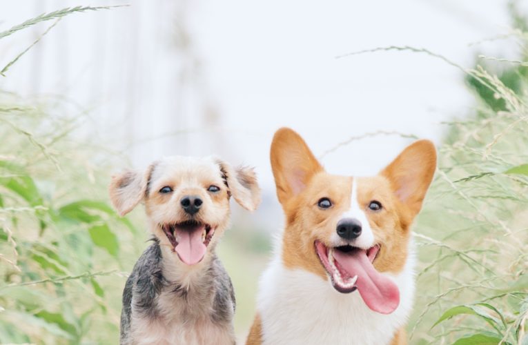 Preventing Home Dog Fights in Ponder