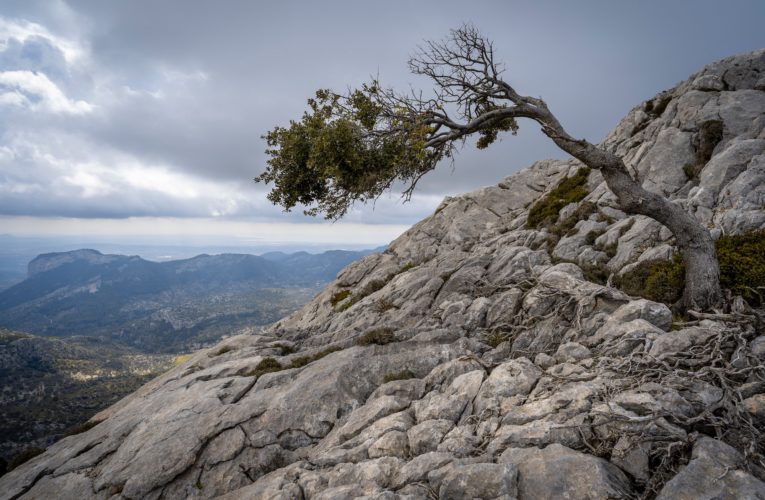 Ponder: The Importance of Resilience in Overcoming Trauma
